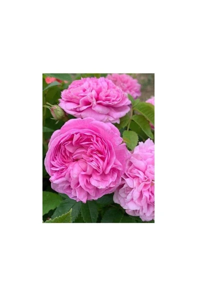 Kokulu Reçellik Isparta Gülü Fidanı Saksılı 10-20 cm ürün görseli