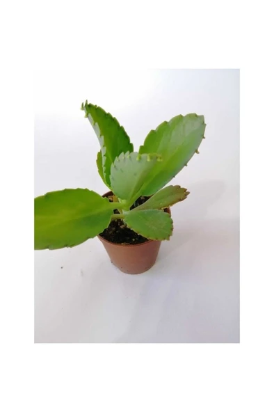 Aşkın Gözyaşı Çiçeği Fidanı 10-20 cm ürün görseli