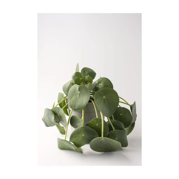 Çin Para Çiçeği Fidanı ( Pilea Peperomioides) 10-20 cm - Resim 2