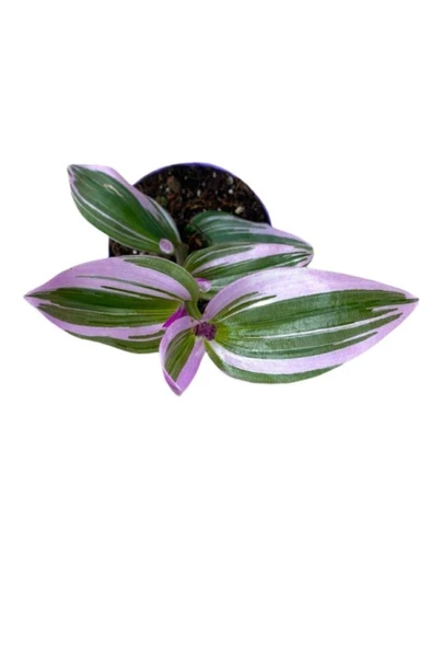 Tradescantia Nanouk Pembe Telgraf Çiçeği 10-20 cm ürün görseli