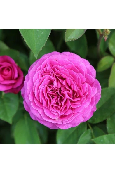 5 Adet Saksıda Sarmaşık Isparta Gülü Fidanı 10-20 cm ürün görseli