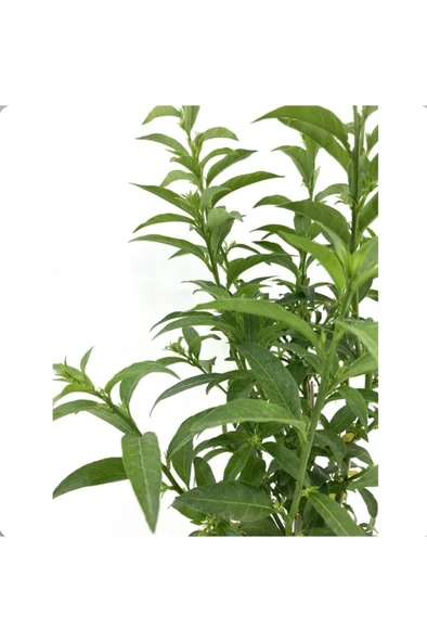 Melisa Parfüm Çiçeği Fidanı 10-20 cm - 3