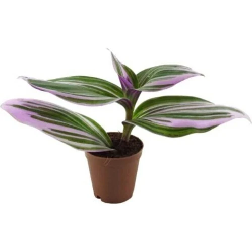 Telgraf Çiçeği Nanouk Tradescantia 10-20 cm - Resim 2