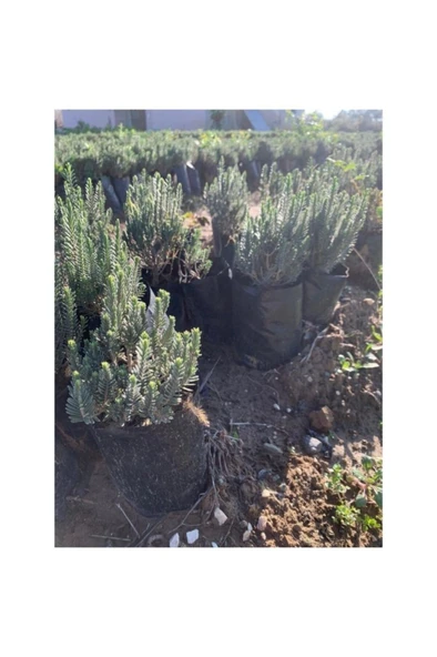 Kekik, Biberiye, Defne Saksılı Canlı Fidan Seti 3 Adet - Resim 2