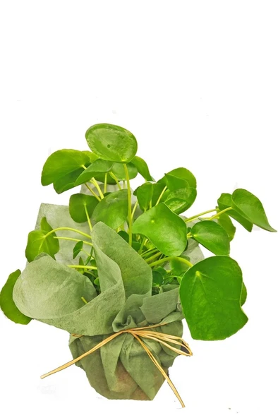 Pilea Peperomioides Çin Para Ağacı 10-20 cm ürün görseli