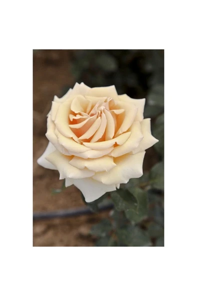 Valencıa Aşılı Açık Köklü Gül Fidanı 10-20 cm - Resim 2