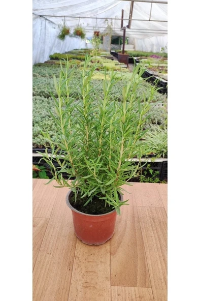 Kokulu Biberiye Fidanı 10-20 cm - Resim 2