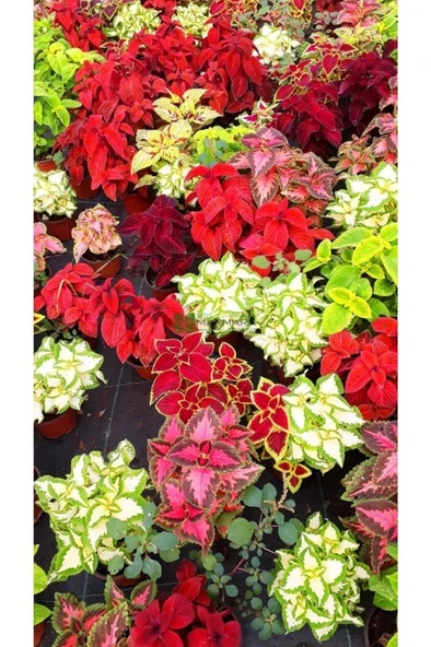 Yaprak Güzeli Fidanı 2 Adet 10-20 cm ürün görseli