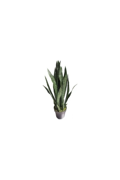 Paşa Kılıcı Sansevieria Fidanı 10-20 Cm ürün görseli
