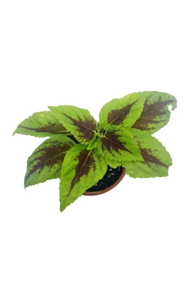 Yaprak Güzeli Fidanı Scarlet Coleus 10-20 cm - 4