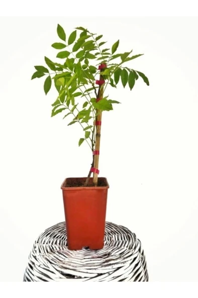 Mor Salkım Çiçeği Sarmaşık ( Wisteria Sinensis) 10-20 cm ürün görseli