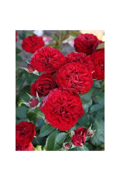 Kırmızı Gül Fidanı 10-20 cm - Resim 3