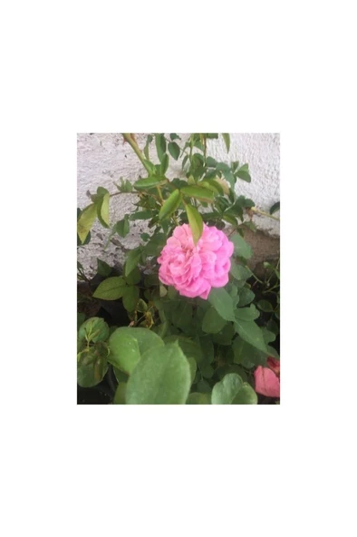 Gül Fidanı Isparta Gülü Tüplü Sarmaşık Fidanı 10-20 cm - Resim 4