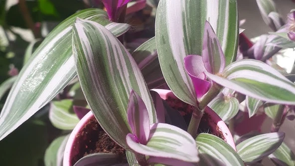 Tradescantia Nanouk Pembe Telgraf Çiçeği 8.5 cm Saksıda 10-20 cm - Resim 3