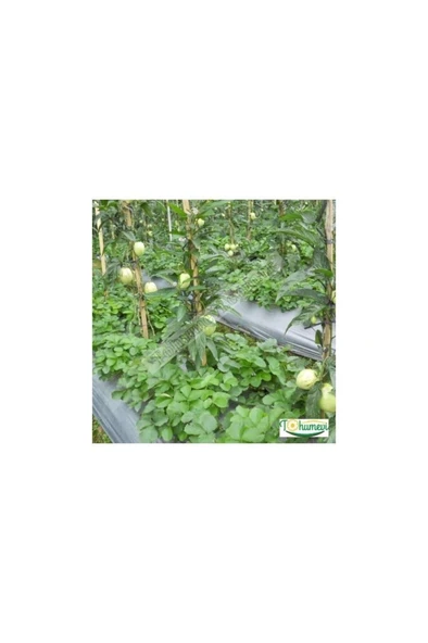 Pepino Fidanı Tüplü 1 Adet Ağaç Kavunu 10-20 cm - Resim 4