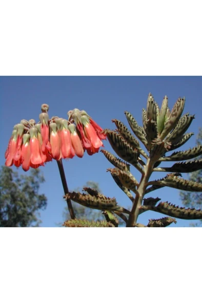 Aşkın Gözyaşı Fidesi Fidanı 10-20 cm ürün görseli