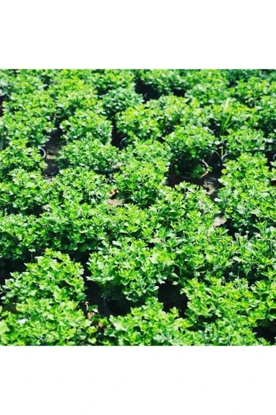 Sarı Kasımpatı Krizantem Chrysanthemum Çiçeği 10-20 Cm - Resim 3