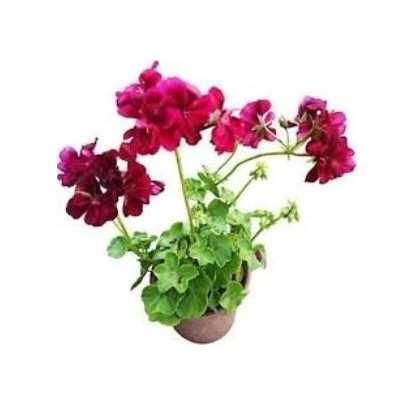 Sakız Sardunya Fidanı Bordo 10-20 Cm ürün görseli 1