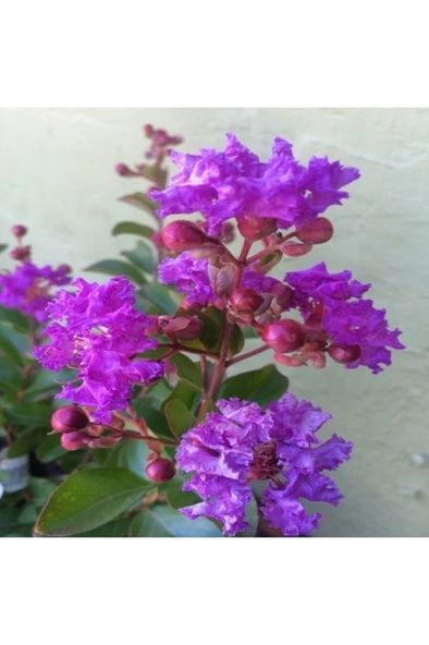 Lila Mor Oya Ağacı Fidanı 30-60 cm ürün görseli