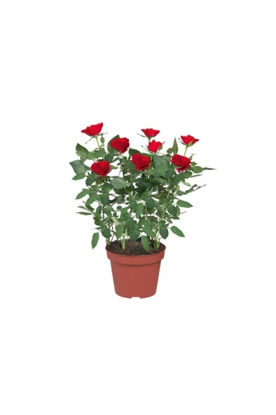 Minyatür Gül Fidanı Kırmızı 10-20 cm - 1