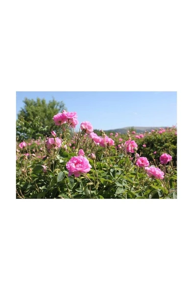 Ispartadan Geleneksel Hakiki Isparta Gülü Fidanı 10-20 cm ürün görseli