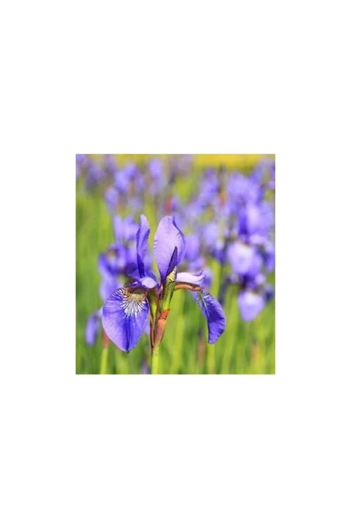 Saksılı Mor Zambak Çiçeği Fidanı 10-20 Cm Süsen - Resim 2