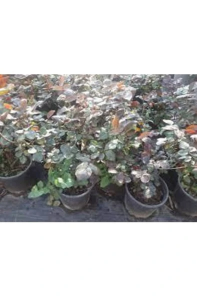 Bembeyaz Saksılı Beyaz Gül Fidanı 10-20 Cm - Resim 3