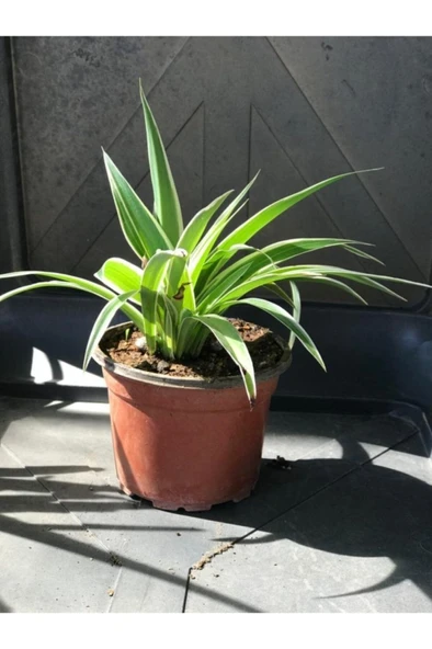 Kurdele Çiçeği Fidanı (chlorophytum Comosum) 10-20 cm ürün görseli