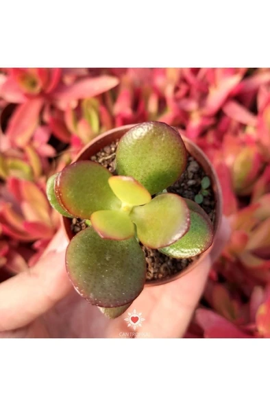 Crassula Ovata, Para Ağacı, Feng Shui, 10-20 cm - 3