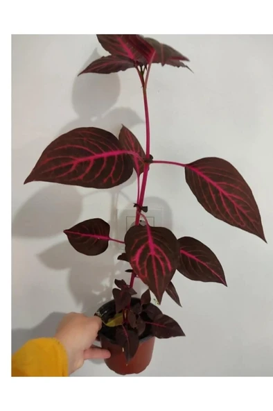 Çingene Salvari Çicegi Fidesi Fidanı 10-20 cm - Resim 2