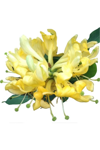 Hanımeli Fidanı Fidesi 10-20 cm ürün görseli