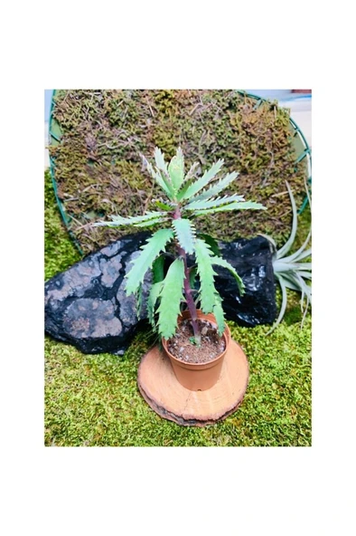 Folium Aşkın Gözyaşı Bitkisi Mother Of Thousands 10-20 cm - Resim 2