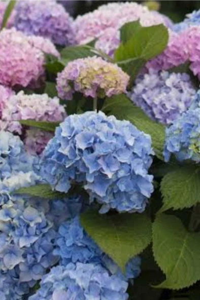 Ortanca Çiceği Fidanı Mavi 10-20 cm ürün görseli