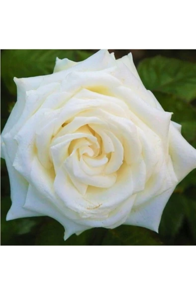 Bembeyaz Saksılı Beyaz Gül Fidanı 10-20 Cm - Resim 2