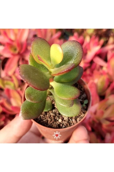 Crassula Ovata, Para Ağacı, Feng Shui, 10-20 cm - 2