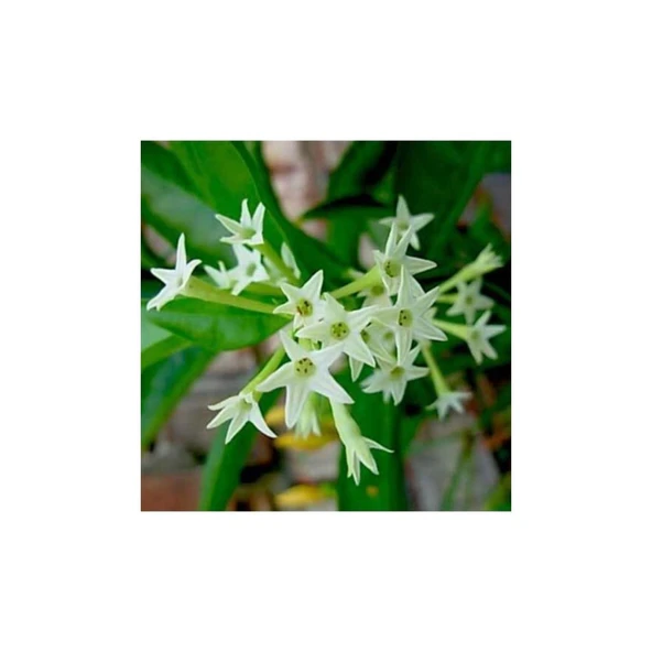 Melisa Çiçeği Fidanı 5 Adet 10-20 cm - Resim 3