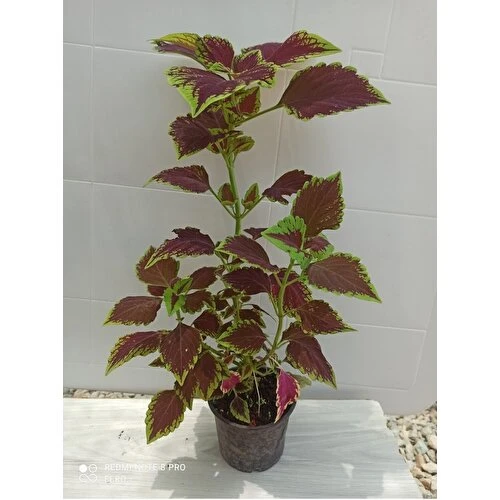 Yaprak Güzeli Yaprağı Güzel Çiçeği 10-20 cm - Resim 2