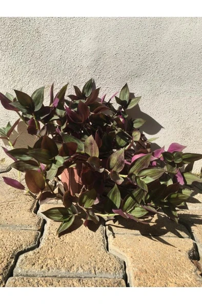 Yeşil-mor Telgraf Çiçeği ürün görseli 1