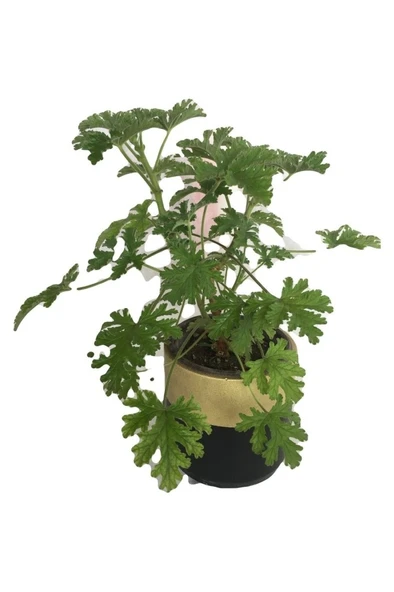 Gül Damlası Çiçeği Itır Çiçeği Fidanı 10-20 cm ürün görseli