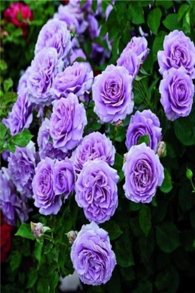 Yediveren Lila Gül Fidanı Yediveren Lilac Rose 1 Adet 10-20 Cm - Resim 2