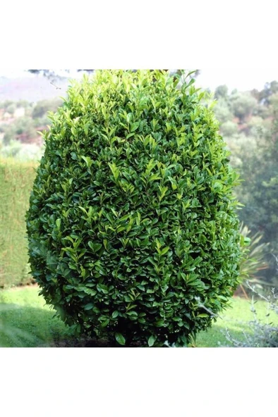 Defne Fidanı Laurus Nobilis 30-40 cm - Resim 3