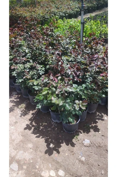 Kırmızı Gül Fidanı 10-20 cm - Resim 3