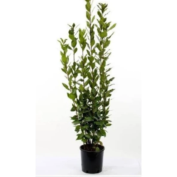 Defne Fidanı Fidesi 10-20 cm ürün görseli