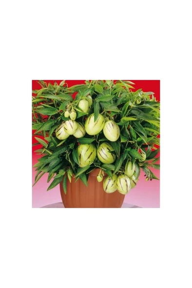 Pepino Fidanı 10-20 cm ürün görseli