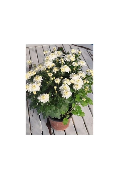 Beyaz Kasımpatı Krizantem Hüzün Çiçeği Chrysanthemum 10-20 Cm ürün görseli