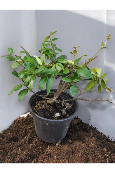 Kokulu Arap Yasemini Sarmaşığı 10-20 cm - Resim 2