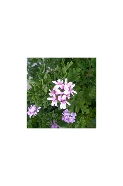 Gül Damlası Itır Çiçeği Fidanı Saksıda 10-20 cm ürün görseli