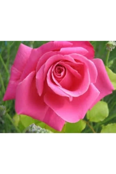 Pembe Yediveren Aşılı Saksıda Gül Fidanı 10-20 Cm ürün görseli