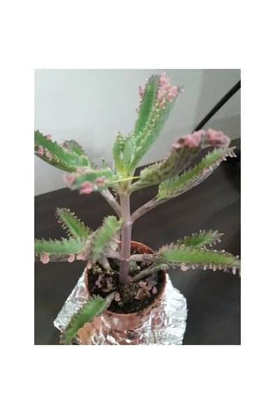 Kalonchoe Daigremantione / Aşkın Gözyaşı Çiçeği 10-20 cm - Resim 2