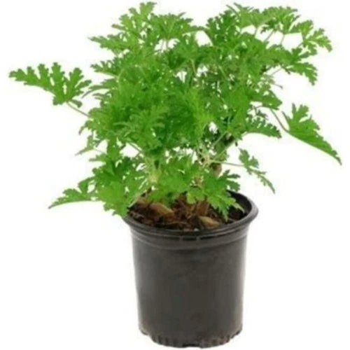Pelargonium Odoratissimum Itır Bitkisi 10-20 cm - 1